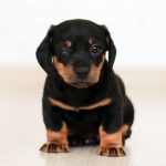 winking black and brown puppy