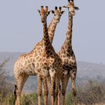 pattern formation wild animals south africa